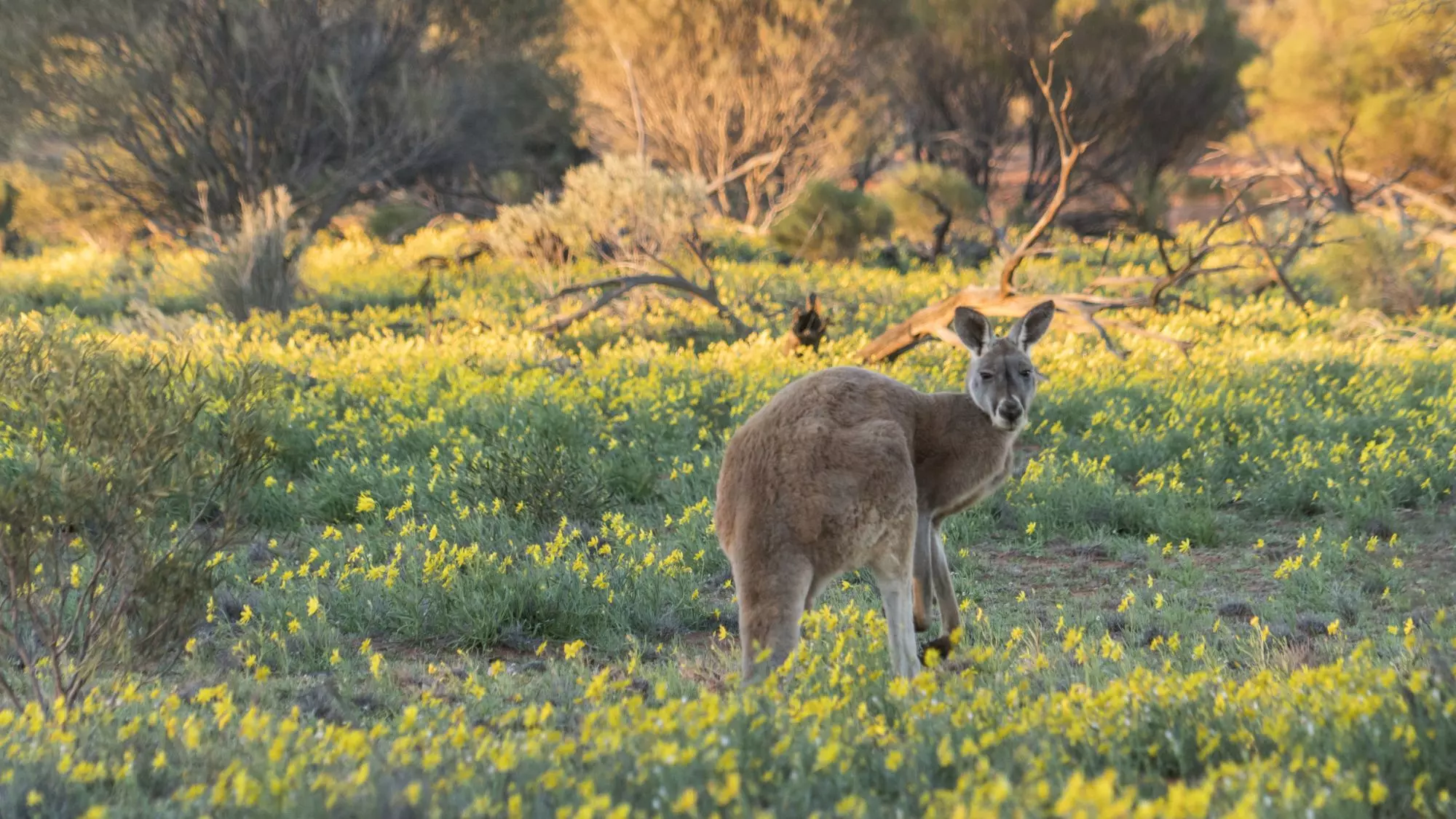 NSW-Western